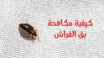 هيختفي نهائي من البيت.. حيل ونصائح مجربة للتخلص من البق نهائيا 