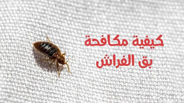 هيختفي نهائي من البيت.. حيل ونصائح مجربة للتخلص من البق نهائيا 