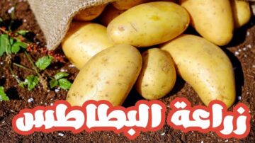 مش هتشتريها من بره تاني.. طريقة زراعة البطاطس في المنزل بكل سهولة
