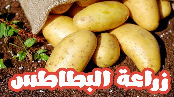 مش هتشتريها من بره تاني.. طريقة زراعة البطاطس في المنزل بكل سهولة 6 مش هتشتريها من بره تاني.. طريقة زراعة البطاطس في المنزل بكل سهولة