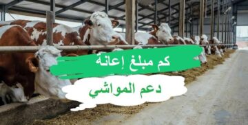 كم عدد المواشي التي تستحق الدعم في برنامج دعم صغار الماشية 1445 كم مبلغ الإعانة