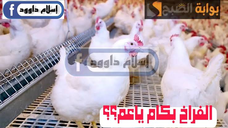 "الفراخ بكام ياعم".. انخفاض في أسعار الدواجن اليوم الجمعة 23 فبراير 2024 في المحلات 3 “الفراخ بكام ياعم”.. انخفاض في أسعار الدواجن اليوم الجمعة 23 فبراير 2024 في المحلات