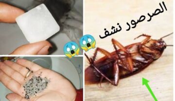 الأقوى على الإطلاق.. هذا المكون السحري الحل الأمثل للقضاء على البق والصراصير بصورة آمنة وبدون مواد كيميائية