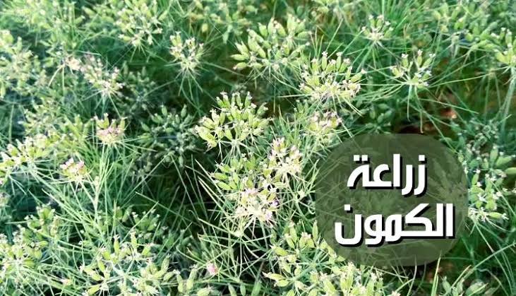 بالخطوات الصحيحة.. أفضل الطرق لزراعة الكمون خطوة بخطوة في منزلك بكل سهولة 6 بالخطوات الصحيحة.. أفضل الطرق لزراعة الكمون خطوة بخطوة في منزلك بكل سهولة