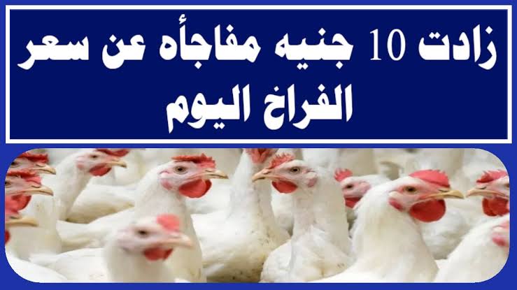 "شوف الفراخ بكام ".. مفاجأة كبيرة في اسعار الدواجن يوم الخميس 1 فبراير 2024 .. رايحة على فين تاني!! 5 “شوف الفراخ بكام “.. مفاجأة كبيرة في اسعار الدواجن يوم الخميس 1 فبراير 2024 .. رايحة على فين تاني!!