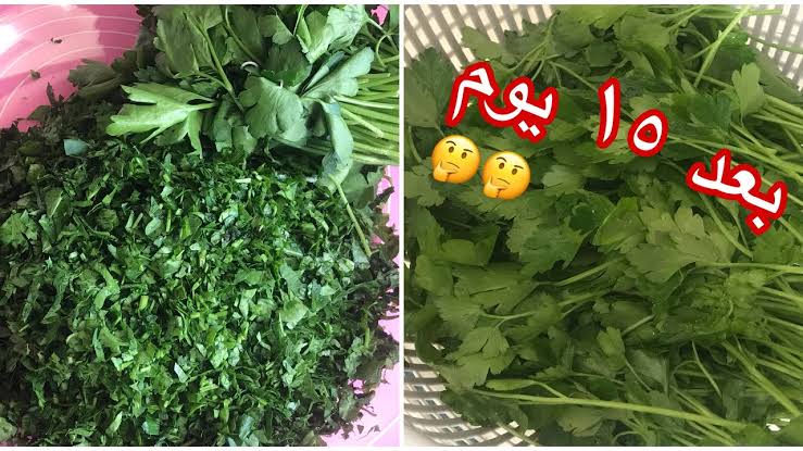مش هيبوظ منها عود.. احتفظي بالكزبرة والشبت والبقدونس لأطول فترة كأنها طازة