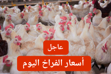 انخفاض قبل رمضان.. أسعار الفراخ اليوم السبت 17 فبراير 2024 في منافذ البيع الاستهلاكية