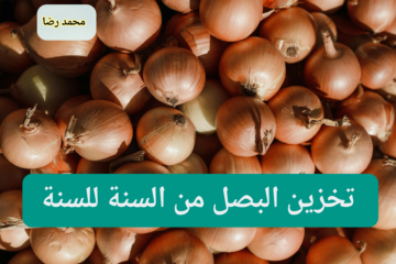 وفري ودبري فلوس كل يوم.. طريقة تخزين البصل من السنة للسنة بدون ما يعفن أو يسود