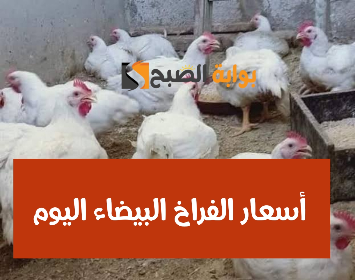بكام الفرخة يا عم... أسعار الفراخ اليوم الجمعة 2 فبراير 2024 في محلات الدواجن والمزارع!! 2 بكام الفرخة يا عم… أسعار الفراخ اليوم الجمعة 2 فبراير 2024 في محلات الدواجن والمزارع!!