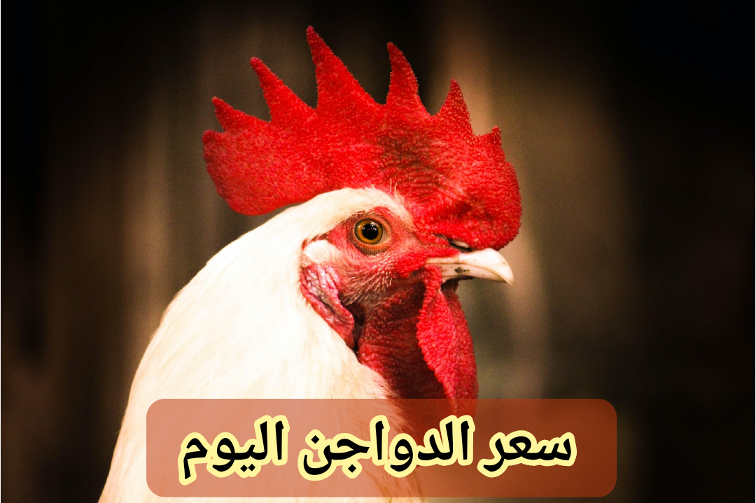 وصلت كام يا عم؟.. أسعار الفراخ اليوم الثلاثاء 6 فبراير 2024 في المزرعة والمجمعات الاستهلاكية 2 وصلت كام يا عم؟.. أسعار الفراخ اليوم الثلاثاء 6 فبراير 2024 في المزرعة والمجمعات الاستهلاكية