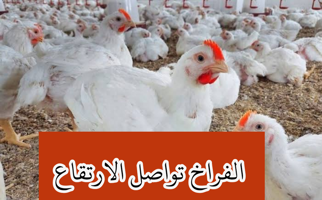 بكام الفراخ النهارده.. ارتفاع مفاجئ لسعر الدواجن يوم السبت 3 فبراير 2024 5 بكام الفراخ النهارده.. ارتفاع مفاجئ لسعر الدواجن يوم السبت 3 فبراير 2024