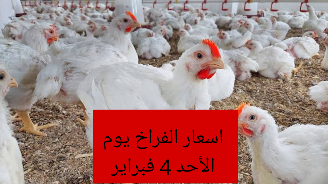 “بكام الفراخ ياعم”.. اسعار الفراخ والبيض اليوم الاحد 4 فبراير 2024