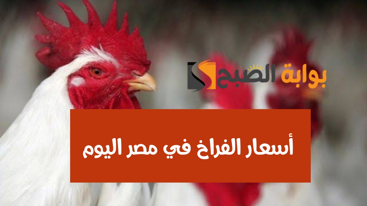 وصلت كام الفرخة البيضاء.. أسعار الدواجن اليوم الإثنين 5 فبراير 2024 في المزرعة والأسواق المصرية؟!!