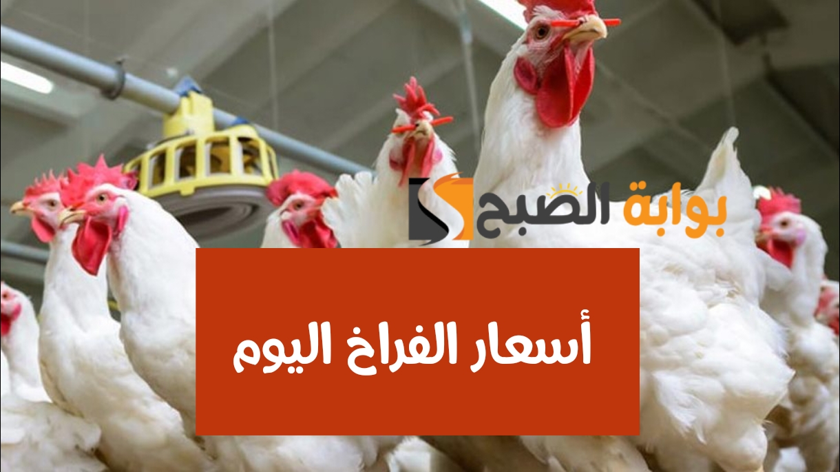 ”الفراخ بكام النهاردة“.. انخفاض جديد في أسعار الدواجن اليوم الأحد 25 فبراير 2024 في المحلات