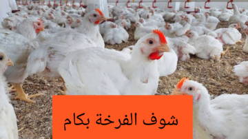 شوف الفرخة بكام.. تعرف على أسعار الفراخ والبيض اليوم الخميس 8 فبراير 2024