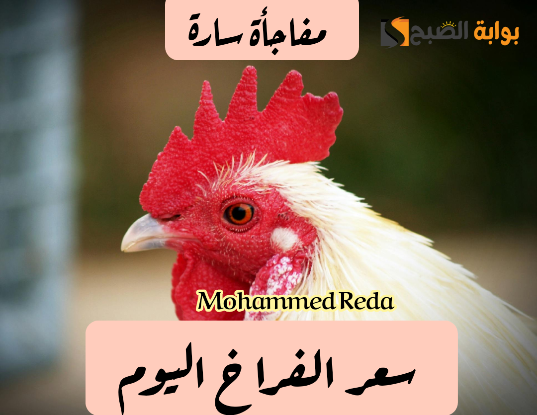 خزن قبل رمضان.. مفاجأة في أسعار الفراخ اليوم الأحد 25 فبراير 2024.. وكم يبلغ ثمن البط 3 خزن قبل رمضان.. مفاجأة في أسعار الفراخ اليوم الأحد 25 فبراير 2024.. وكم يبلغ ثمن البط