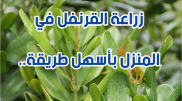 img 1707769227374