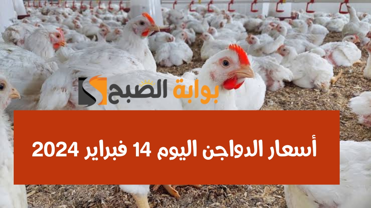 تراجع كبير في سعر الفراخ بمصر اليوم الأربعاء 14 فبراير 2024.. فرحة للمصريين بمناسبة شهر رمضان 2 تراجع كبير في سعر الفراخ بمصر اليوم الأربعاء 14 فبراير 2024.. فرحة للمصريين بمناسبة شهر رمضان