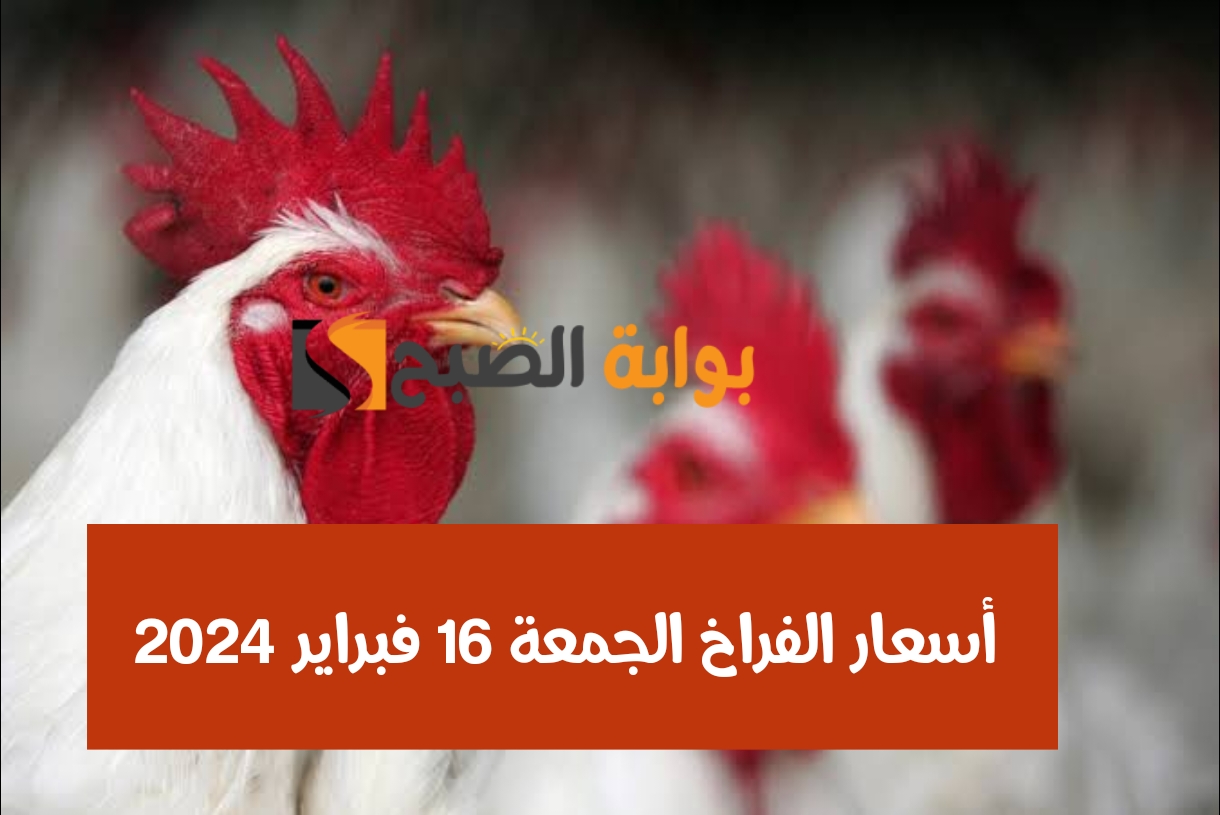 بعد انخفاض سعر الأعلاف.. أسعار الفراخ اليوم 16 فبراير 2024 في المزرعة والأسواق المصرية
