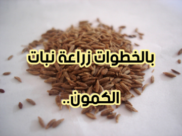 اجعل حديقة منزلك إقتصادية.. طريقة زراعة الكمون خطوة بخطوة؟!!
