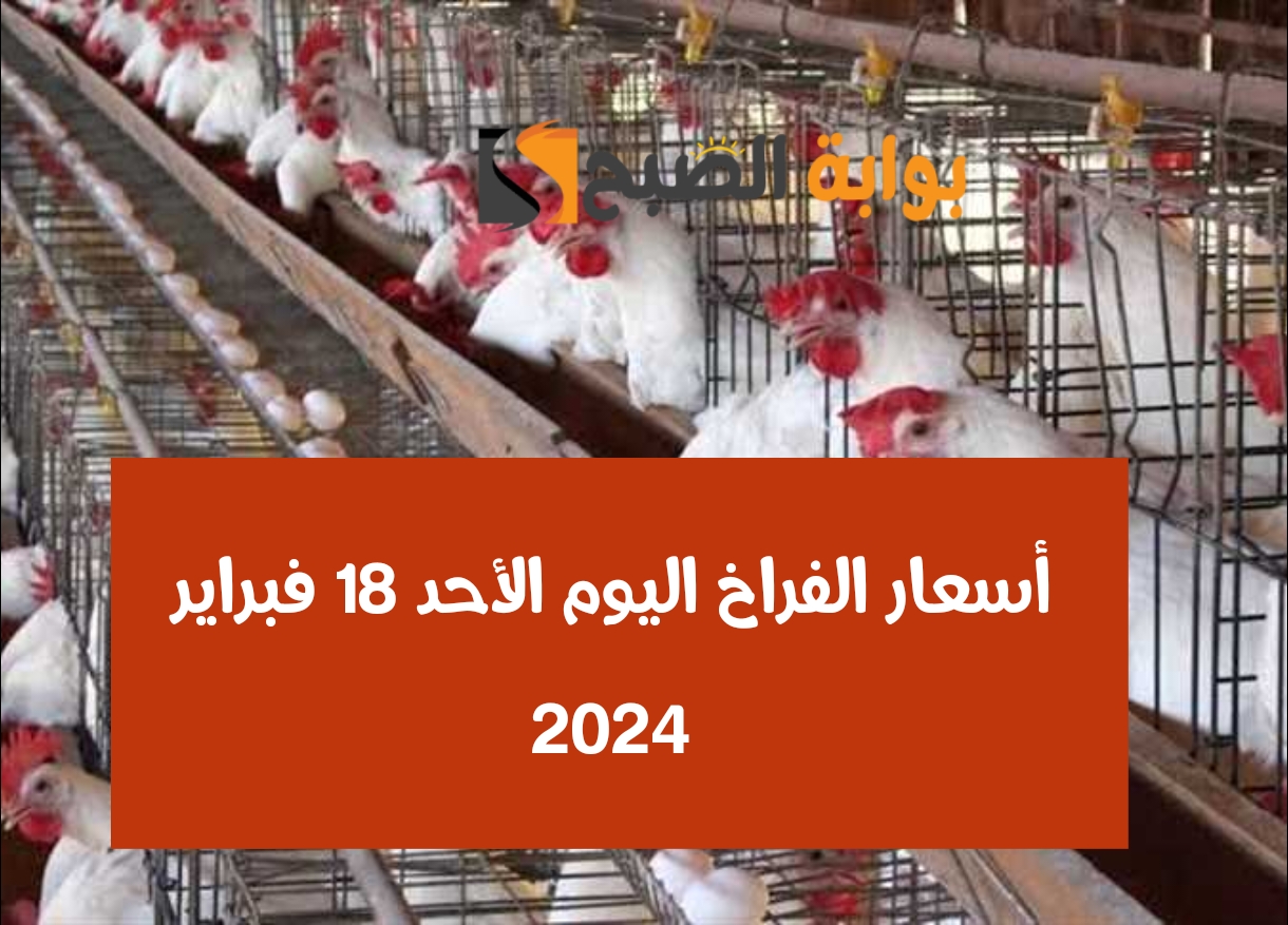 الفرخة البيضاء بكام.. أسعار الفراخ اليوم الأحد 18 فبراير 2024 في المزرعة والمجمعات الاستهلاكية 2 الفرخة البيضاء بكام.. أسعار الفراخ اليوم الأحد 18 فبراير 2024 في المزرعة والمجمعات الاستهلاكية