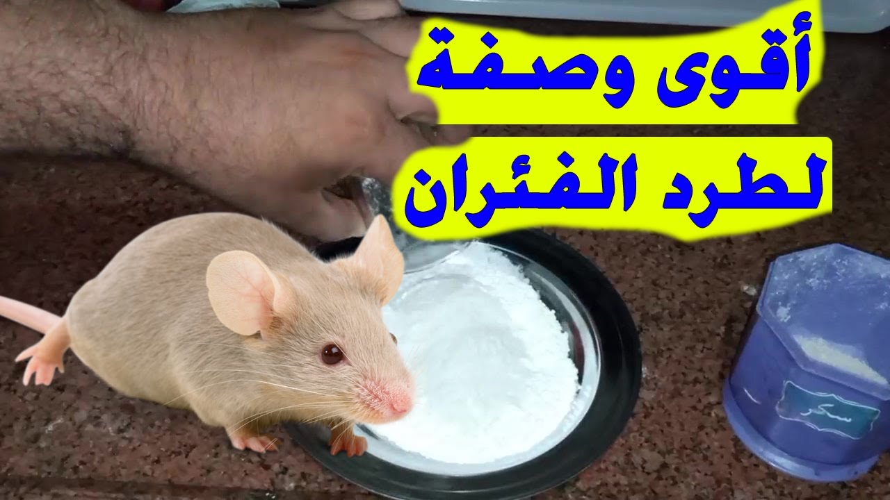 فكرة بملايين.. التخلص من الفئران والأبراص نهائيا وللابد بطريقة فعالة ومذهلة فى 3 دقائق بدون تعب ولا لمس ولا مصيدة هتنبهرى من النتيجة