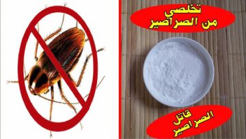 مكون عبقري وفعال للتخلص من الصراصير نهائياً وبلا رجعة وبدون مبيدات حشرية