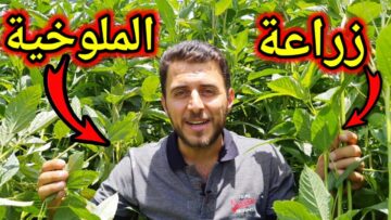طريقة زراعة الملوخية في المنزل بحزمة ملوخية من الثلاجة بكل احترافية وبأقل التكاليف مش هتشتري من برة تاني