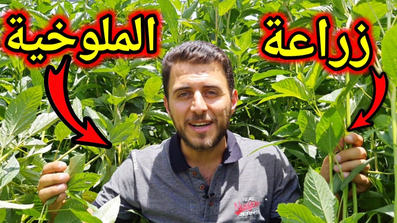 طريقة زراعة الملوخية في المنزل بحزمة ملوخية من الثلاجة بكل احترافية وبأقل التكاليف مش هتشتري من برة تاني 5 طريقة زراعة الملوخية في المنزل بحزمة ملوخية من الثلاجة بكل احترافية وبأقل التكاليف مش هتشتري من برة تاني