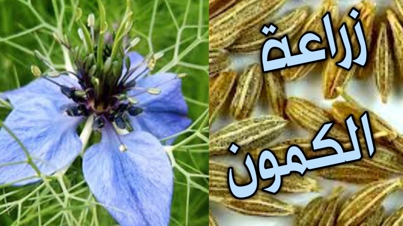 متشترهوش تاني من برة.. أسهل طريقة زراعة الكمون في البيت بكل سهولة واحترافية وبأقل التكاليف مش هتشيلي هم 5 متشترهوش تاني من برة.. أسهل طريقة زراعة الكمون في البيت بكل سهولة واحترافية وبأقل التكاليف مش هتشيلي هم