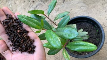 ازرعي أحلى النباتات العطرية ووفري فلوسك من انهارده اتعلمي طريقة زراعة القرنفل في البيت