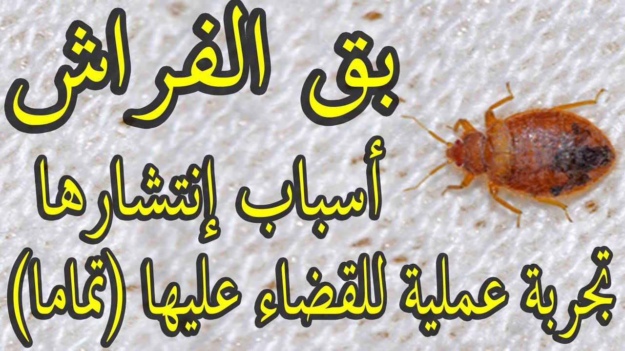 فكرة جنان.. التخلص من البق والحشرات نهائيا وللابد بدون مبيدات ولا تعب بطريقة عبقرية مذهلة.. الاقوى على الاطلاق 5 فكرة جنان.. التخلص من البق والحشرات نهائيا وللابد بدون مبيدات ولا تعب بطريقة عبقرية مذهلة.. الاقوى على الاطلاق