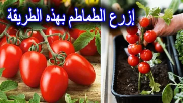 مش هتشتريها تانى.. زرع الطماطم من البذور فى البيت بكل سهولة واحصلى على محصول وفير جدا يكفى السنة كلها وبدون اى تكاليف