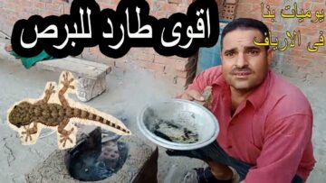 برشة واحدة…مكون سري لطرد البرص والوزغ من المنزل نهائيا بدون لمسه والاقتراب منه هيختفي فوراً بدون رجوع