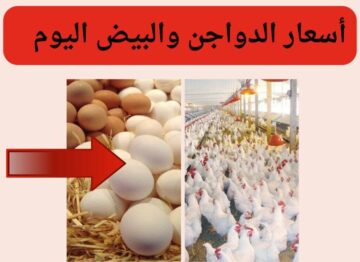 الفراخ بكام النهاردة..أسعار الدواجن والبيض اليوم الجمعة 2 فبراير 2024 في المحلات والأسواق