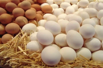 كرتونة البيض بقت بكام .. أسعار البيض في مصر اليوم الاثنين 5/2/2024 بداخل البورصة والأسواق التجارية