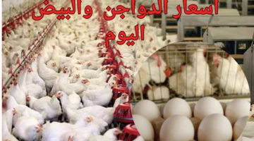 أسعار الدواجن 20240209 161741 0000