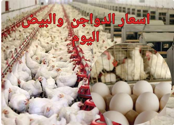 الفراخ بكام النهاردة...أسعار الدواجن والبيض اليوم الجمعة 9 فبراير بالبورصة والأسواق 3 الفراخ بكام النهاردة…أسعار الدواجن والبيض اليوم الجمعة 9 فبراير بالبورصة والأسواق