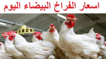 أسعار الدواجن اليوم 1 1 1 1024x576 1 1