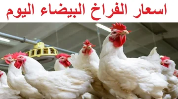 أسعار الدواجن اليوم 1 1 1 1024x576 1 2