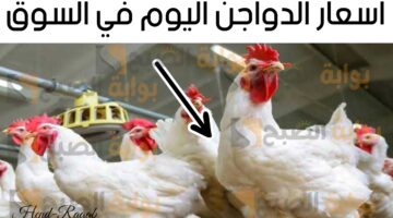 أسعار الدواجن اليوم