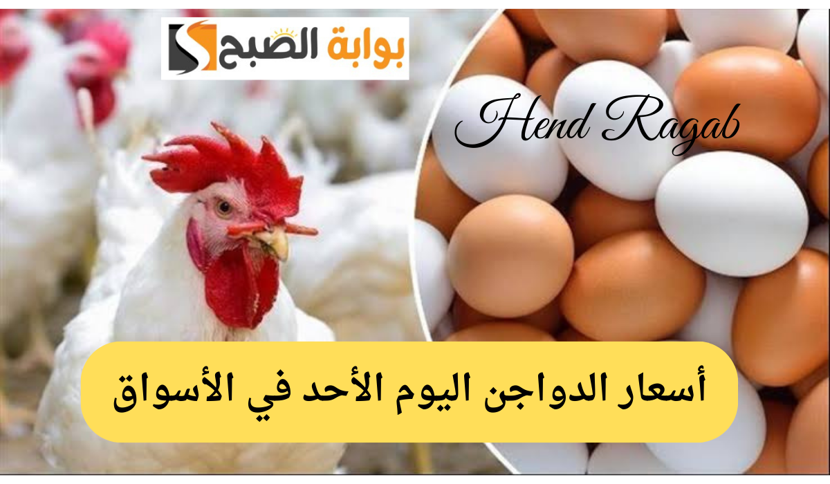 "الحقي خزني قبل رمضان".. أسعار الدواجن اليوم الأحد 25 فبراير 2024 في كافة الأسواق المصرية.. يا ترى البيض وصل كام 5 “الحقي خزني قبل رمضان”.. أسعار الدواجن اليوم الأحد 25 فبراير 2024 في كافة الأسواق المصرية.. يا ترى البيض وصل كام