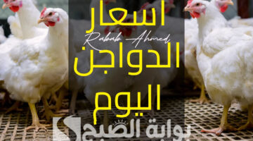 أسعار الدواجن اليوم الثلاثاء 13 فبراير