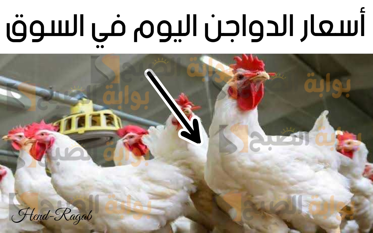 “بكام انهاردة يا فراخ؟!”.. أسعار الدواجن اليوم 23-2-2024 في الأسواق وسعر البيض للمستهلك.. فرصة قبل رمضان