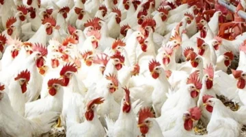 أسعار الدواجن في مصر 1