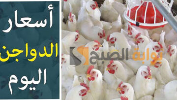 أسعار الدواجن والبيض اليوم الجمعة 9 فبراير في مصر