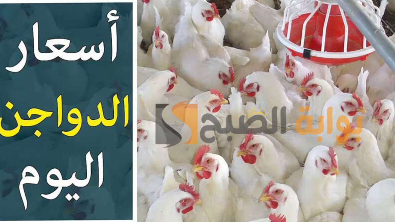 أسعار الدواجن والبيض اليوم الجمعة 9 فبراير في مصر 5 أسعار الدواجن والبيض اليوم الجمعة 9 فبراير في مصر