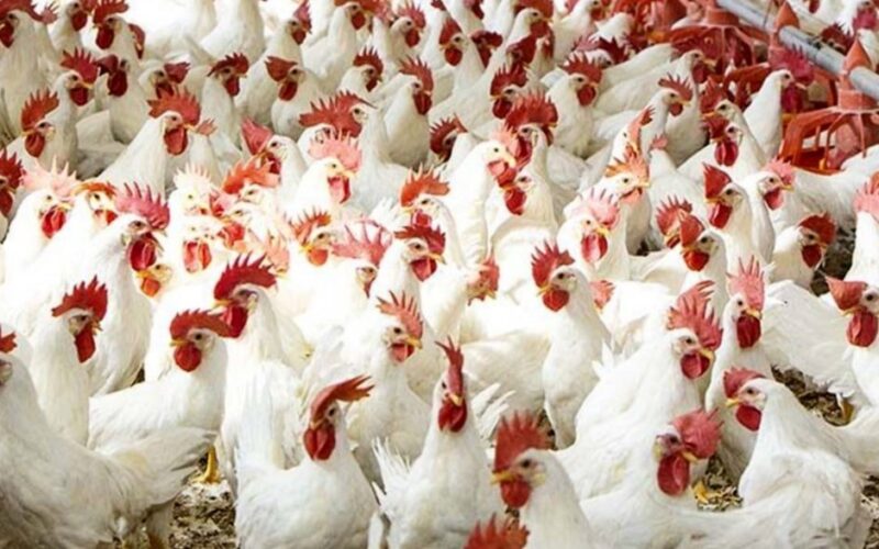 بكام في السوق.. أسعار بورصة الدواجن في مصر اليوم الجمعة 2/2/2024 وتحركات جديدة للفراخ البيضاء
