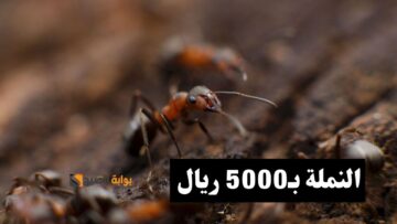 النملة بـ 5000 ريال شاهد متجر أحمد الجمعان بائع النمل المثير للجدل