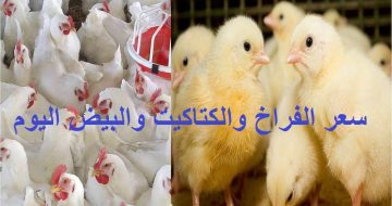بورصة الدواجن اليوم| تراجع جديد في أسعار الفراخ والبيض والكتكوت اليوم